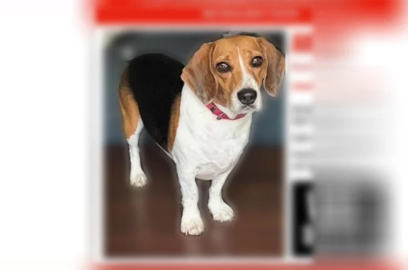 Lost dog, Four Mile Creek Road, 8865, Gainesville, Cumming - male tricolor beagle - photo
