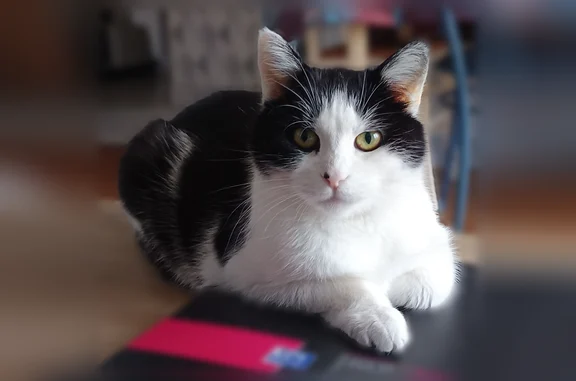 Chat perdu, Brive-la-Gaillarde, photo: Chat perdu, Boulevard Amiral Grivel, 1, Brive-la-Gaillarde - femelle noire et blanche, petite tâche noire sur le nez