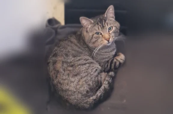 Animaux trouvés Paris, photo: Chat trouvé mâle, Allée de la Limagne, 5, Toulouse - tigré gris, très craintif