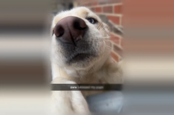 Lost dog, female, Caddell Circle, 2814, Hokes Bluff, Hokes Bluff - white Husky/Lab mix, purple, pink and gold collar - photo