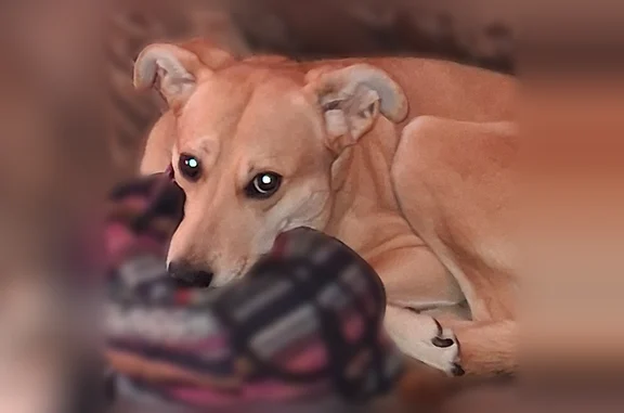 Lost dog, North Union Street, 782, Independence - male, medium-sized, with green collar - photo
