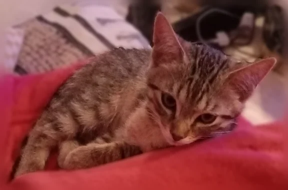 Animaux trouvés Noisy-le-Grand, photo: Trouvé chat, Rue du Maréchal Juin, 7, Noisy-le-Grand - chaton type européen