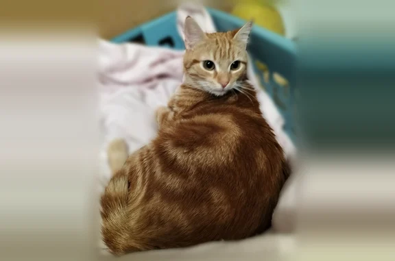 Animaux perdus Paris, photo: Chat perdu, Rue des Roseaux, 16, Sainte-Luce-sur-Loire, Paris - femelle roux, pucée et stérilisée