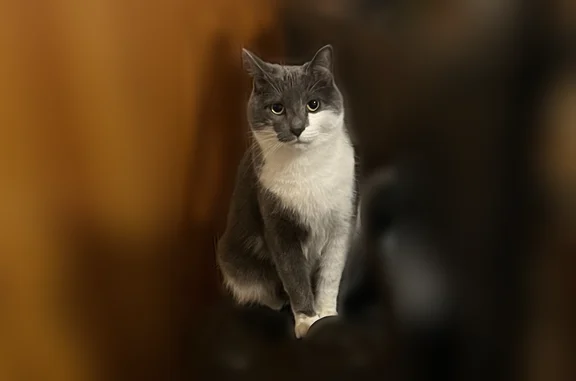 Chat perdu, Capoulet, 54, Capoulet-et-Junac, Toulouse - femelle, très peureuse - photo