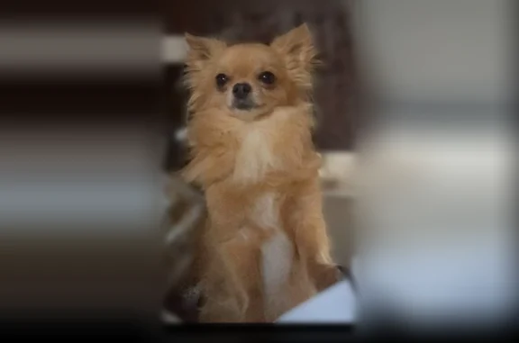 Animaux perdus Maizières-lès-Metz, photo: Chien perdu mâle, Voie Romaine, Semécourt, Maizières-lès-Metz - petit chihuahua à poils longs