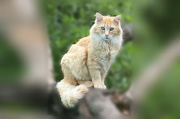 Chat perdu, Vence, photo: Chat perdu mâle, Ancien Chemin de Saint-Paul, 460, Vence - roux, non tatoué