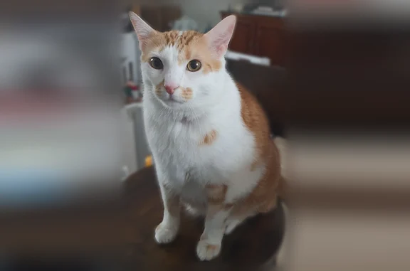 Animaux perdus Oullins, photo: Chat perdu, Rue Robert Schuman, 5, Oullins - mâle diabétique