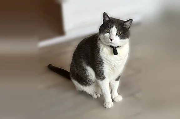 Animaux perdus Biganos, photo: Chat perdu mâle, Rue des Rossignols, 5, Biganos, Gradignan - pelage gris et blanc, yeux verts