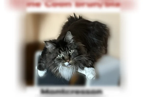 Chat perdu mâle, Rue du 8 Mai 1945, 3, Montcresson - méfiant - photo