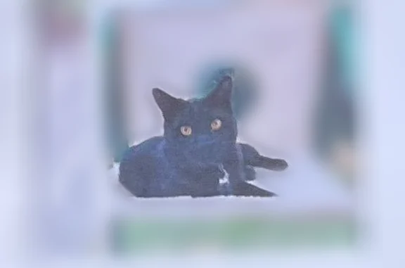 Animaux perdus Fosses, photo: Chat perdu mâle, Avenue Gauguin, Saint-Brice-sous-Forêt, Fosses - noir avec tache blanche sur le torse