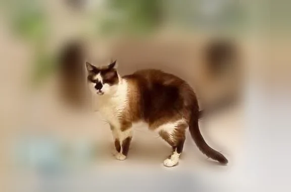 Chat perdu mâle, Rue de Kermaria, Lannion, Paris - mâle castré - photo