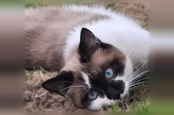 Chat trouvé Nanteuil-le-Haudouin, photo: Chat trouvé mâle, Chèvreville, Nanteuil-le-Haudouin - non identifié