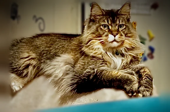 Chat perdu, Paris, photo: Chat perdu mâle, Route de Brenanvec, 43, Plonéour-Lanvern, Paris - Maine Coon, yeux verts