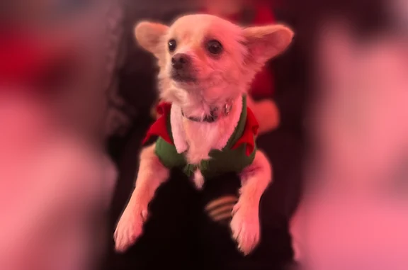 Lost dog, 8th Street, 33429, Union City - female - photo