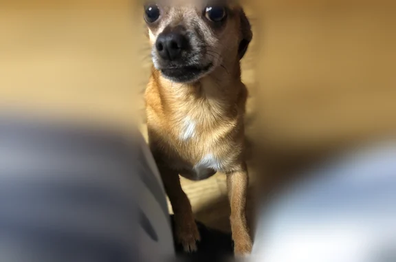 Lost dog, Packing House Road, 570, Kingsport - male chihuahua, tan/light brown, white on neck - photo