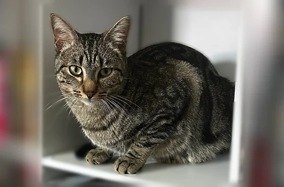 Chat perdu, Rupt-sur-Moselle, photo: Perdu chat mâle, Rupt-sur-Moselle, Grand Est — tigré, pucé, collier avec clochette et traceur GPS