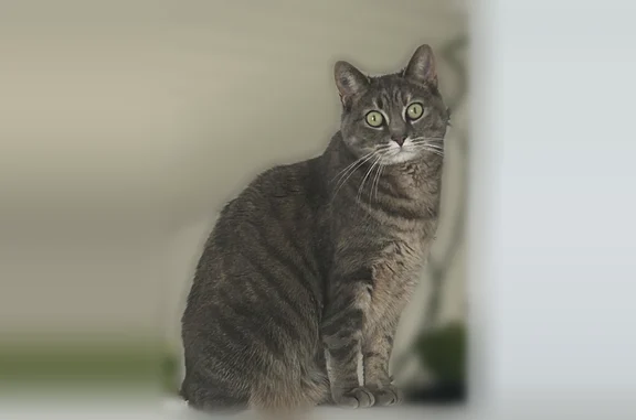 Animaux perdus Paris, photo: Chat perdu femelle, Rue Henri Barbusse, 3, Nanterre, Paris - très craintive