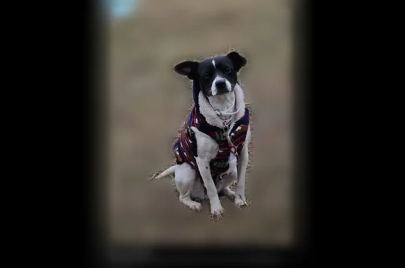 Lost dog, East Main Street, 101, Geary - female, black and white patches, medium size - photo