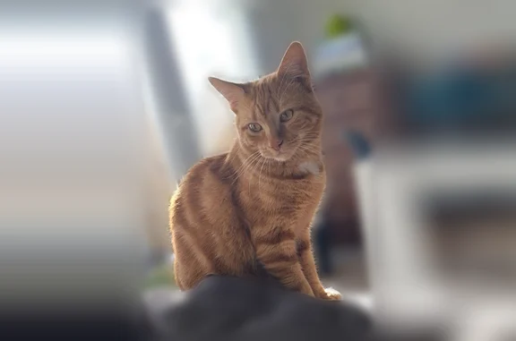 Animaux perdus Dompierre-sur-Mer, photo: Chat perdu mâle, Rue Michel Audiard, 60, Dompierre-sur-Mer - roux, pucé et castré