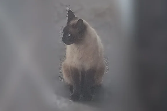 Animaux trouvés Paris, photo: Chat trouvé, Chemin des Boutiques, 1, Cestas, Paris - yeux bleus clairs