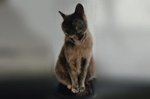 Animaux perdus Plourin-lès-Morlaix, photo: Chat perdu, Rue de Kuz Héol, 17, Plourin, Plourin-lès-Morlaix - yeux oranges