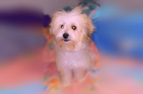 Lost dog, Simms Street, 13000, Detroit - female, pink collar - photo