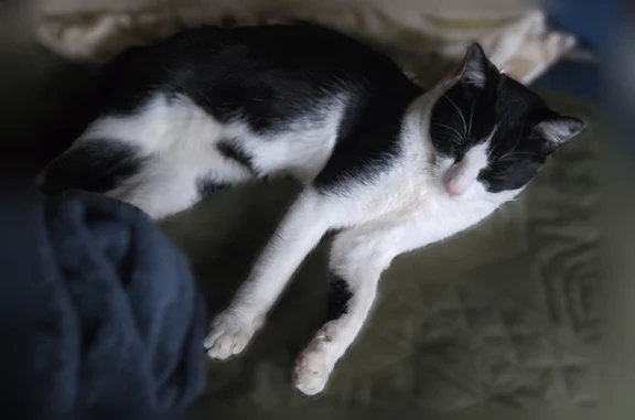 Lost cat, Prunetree Lane, San Jose - male, black and white with a distinctive face pattern - photo
