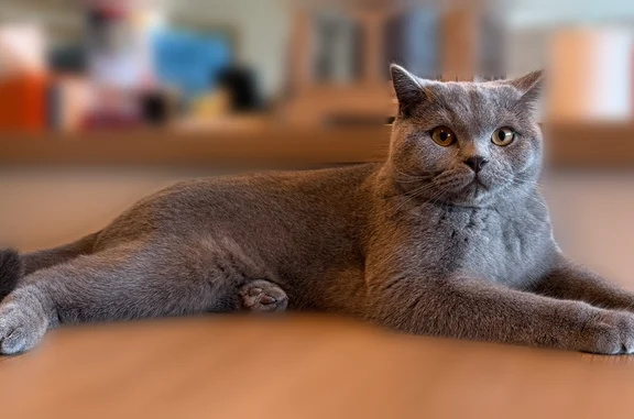 Chat perdu, mâle, Rue Saint-Benigne, 4, Fénay - photo