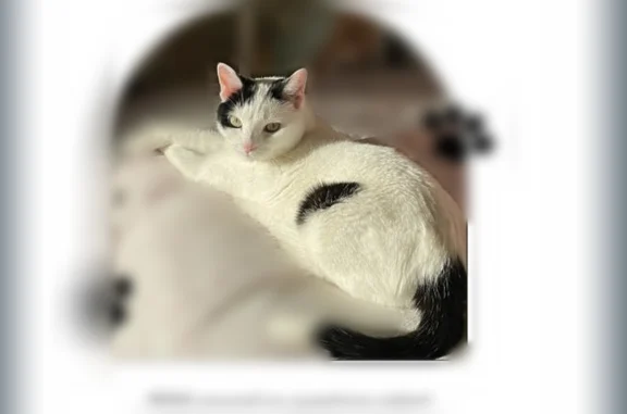 Lost pets Seattle, photo: Lost cat, Bellevue Avenue, 1514, Seattle - female, very shy and skittish