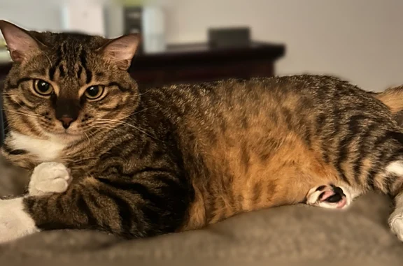 Lost cat, West Blodgett Avenue, 12533, Lake Bluff - male tabby with white paws - photo