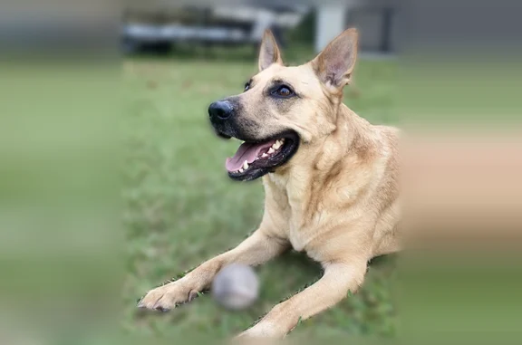 Lost dog, Southwest 36th Avenue, 6904, Lake Butler - female, blonde German/Belgian mix - photo