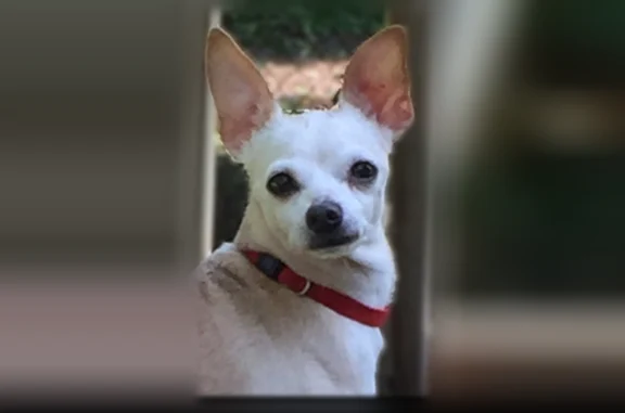 Lost dog, female, Belleview Avenue, 5231, Cincinnati - last seen yesterday around 5:30 pm near the YMCA trails - photo