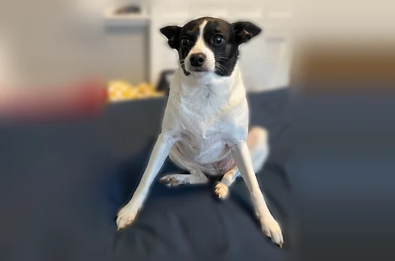 Lost pets Memphis, photo: Lost dog, North 7th Street, Memphis - female
