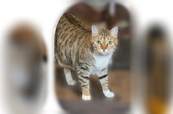 Lost cat, Oakley Street, Central Point, Denver - female - photo
