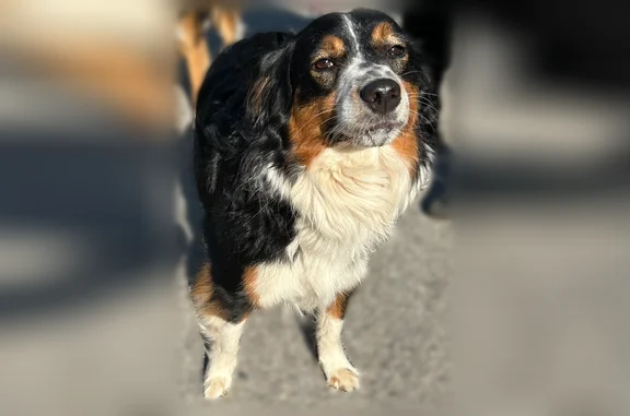 Lost dog, East Harrys Road, 7230, Traverse City - small to medium size miniature Aussie, slipped leash - photo