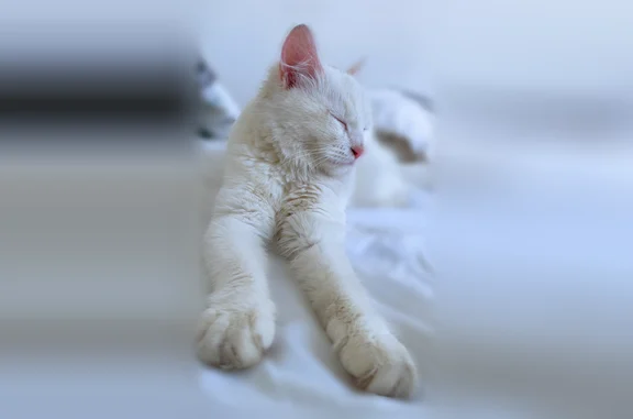 Chat perdu, Paris, photo: Chat perdu, Rue Paul-Louis Courier, Lille - femelle, très sociable et sourde