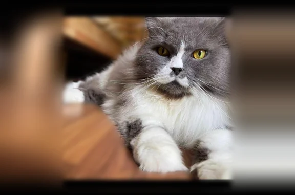 Lost cat, South Beeler Court, 1319, Denver - photo