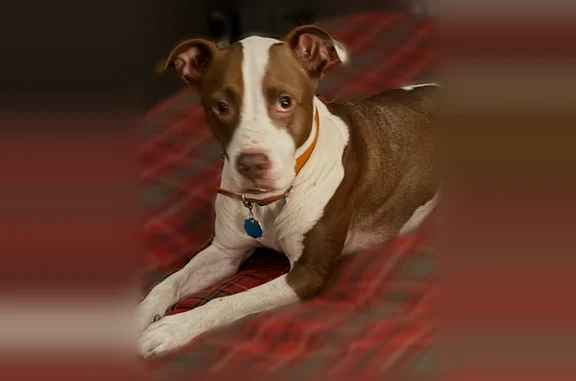 Lost dog, Waverly, Tennessee - photo