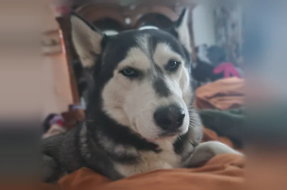 Lost dog, South Park Avenue, 5255, Tucson - male husky with a blue tag - photo