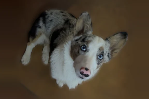 Lost dog, Spires Road, Damascus - female, white face, blue eyes - photo
