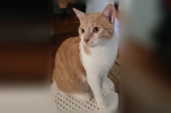 Chat perdu, Rue Pasteur, 31, Montrouge - mâle - photo