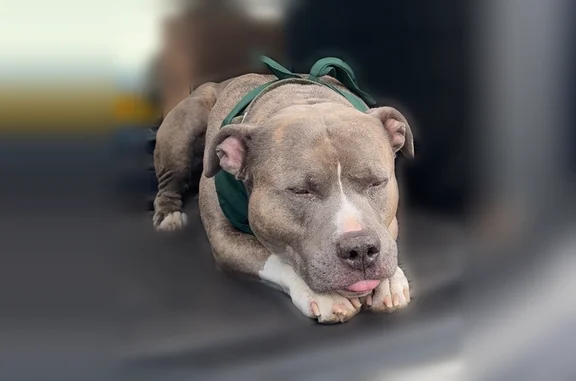 Lost dog, Madison Street, 3721, Denver - friendly, sweet, barely barks - photo