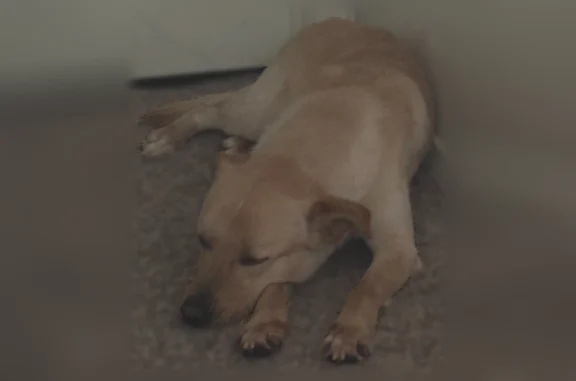 Found dog Tulsa, photo: Found dog, South 82nd East Avenue, 6362, Tulsa - male, skinny, wearing a red and black harness