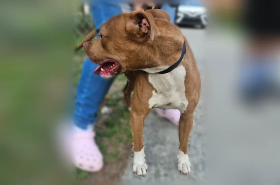 Found dog Goldsboro, photo: Found dog, Evergreen Avenue, Goldsboro - red, friendly, no collar