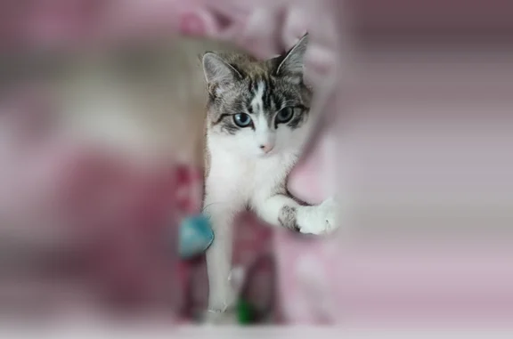 Chat perdu, Rue de Barr, 2, Benfeld - femelle, chatte pucée - photo