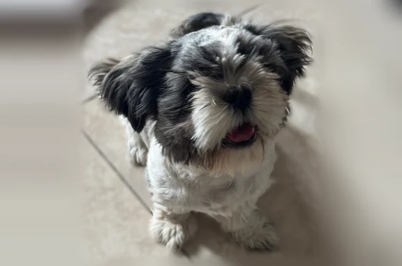 Lost dog, Stonewall Road, 9235, El Paso - male Shih Tzu, black and white coat - photo