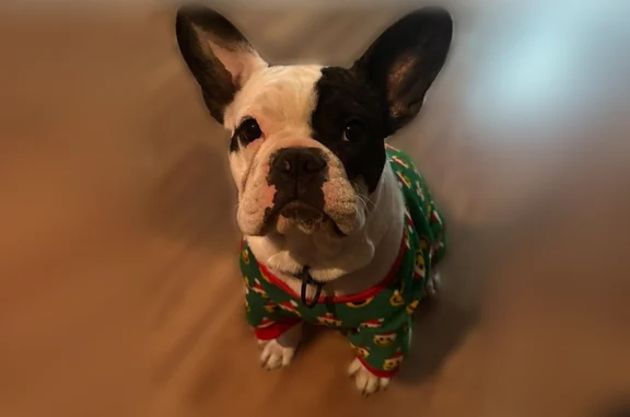 Lost dog, male, West Avenue F, 1263, Temple, Temple - photo