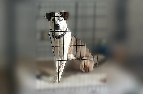 Lost dog, Litz Drive, 809, Charleston - male, icy blue eyes - photo