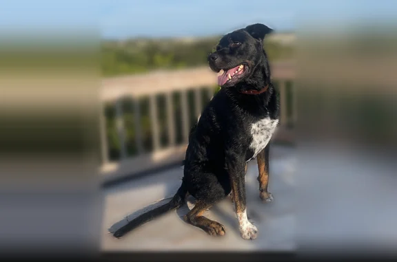 Lost pets Madison, photo: Lost dog, Woodland Road, 52, Madison - male, white chest, white paw