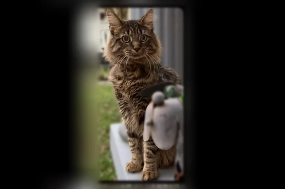 Lost cat, Glenwood Court, 2514, New Albany - male, missing part of his tail - photo